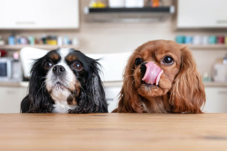 犬がトマトジュースを飲むメリット・デメリットは?