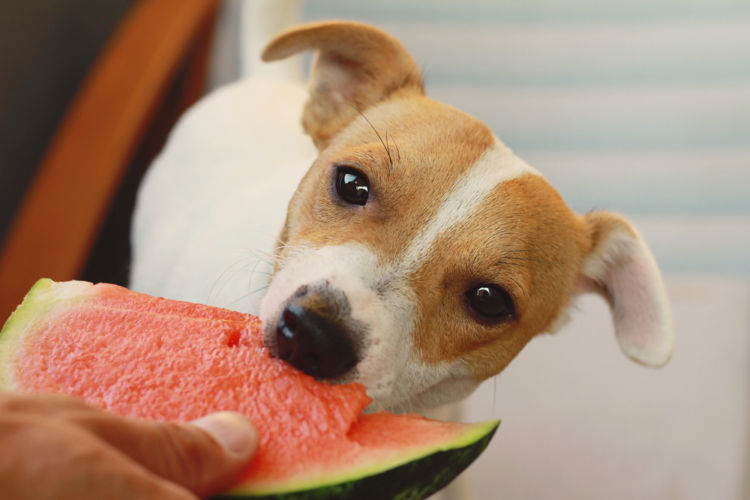 愛犬へのスイカの与え方は?