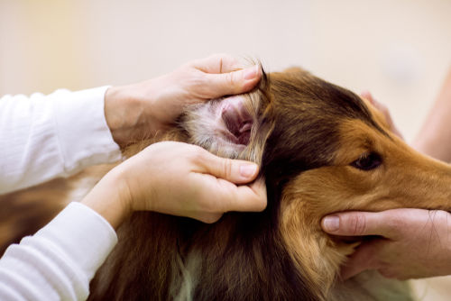 愛犬の肉球が臭すぎる場合は要注意!