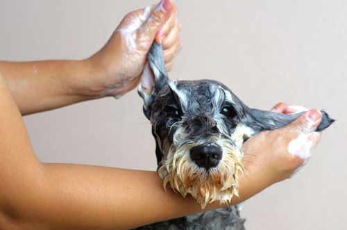 愛犬の足裏を清潔に保ち細菌の繁殖を防ぎましょう!