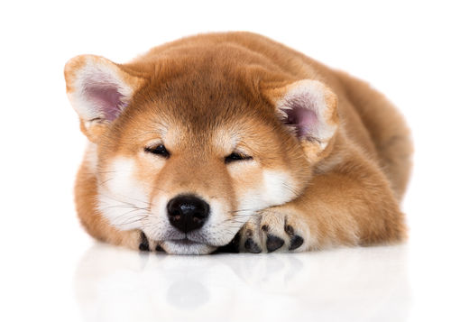 犬に「ぶどう」の皮や果汁を与えるのも危険?
