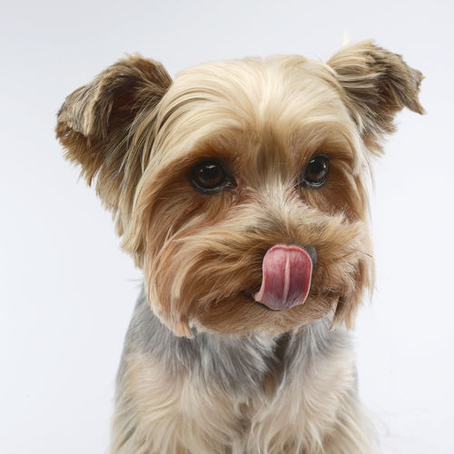 犬に生のゴーヤを与える際の注意点!