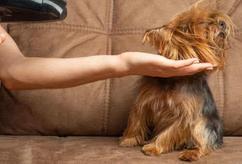 犬をドライヤーで乾かす