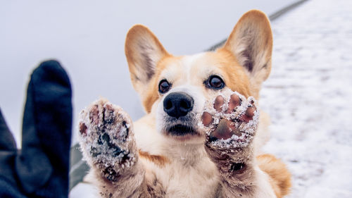 愛犬の足のトラブル「ひび割れ」「あかぎれ」に注意!