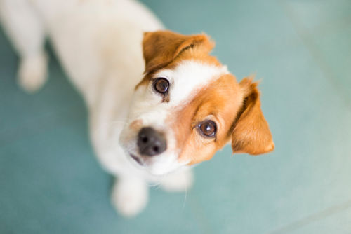 犬に与える「野菜」まとめ