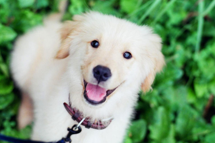 愛犬 健康