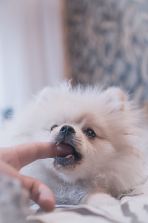 獣医師監修 犬の噛み癖がひどくて治らない 噛み癖の理由と上手に直す4つのしつけ方法 Hotto ホット