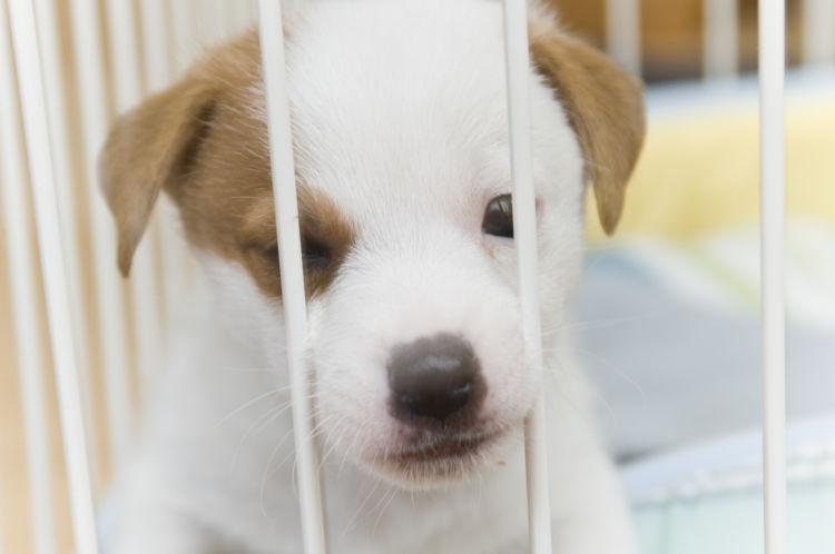 獣医師監修 ペットショップとブリーダーどっちがおすすめ 犬を初めて購入する時の注意点 Hotto ホット