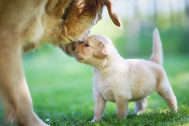 獣医師監修 ペットショップとブリーダーどっちがおすすめ 犬を初めて購入する時の注意点 Hotto ホット