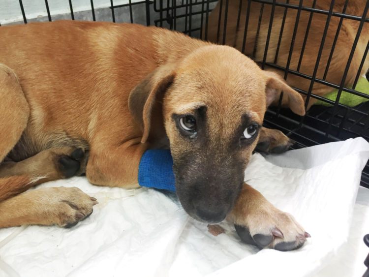 AFAB 患者における腸閉塞の合併症の可能性