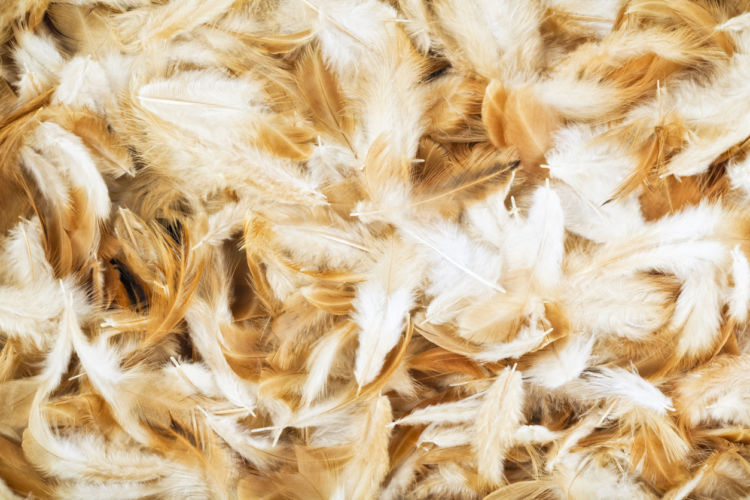 獣医師監修 犬にとって安全な 肉 の原材料とは 栄養学のプロが飼い主の不安を解消 Hotto ホット